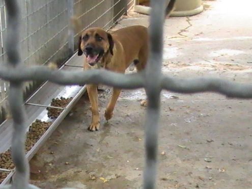 TRISTANO, mix labrador speciale - Foto 4