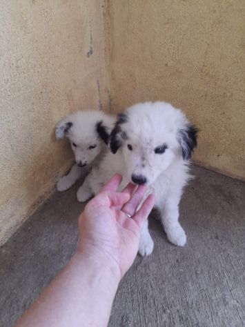 CUCCIOLI 2 MESI TAGLIA MEDIA IN CANILE - Foto 6
