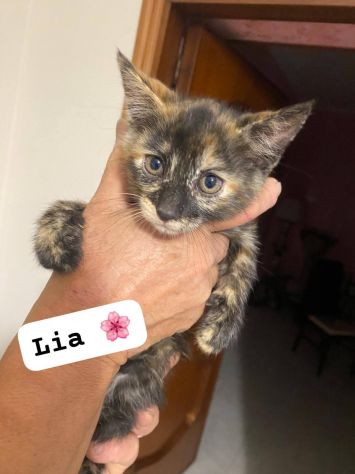 Gattini in cerca di adozione - Foto 4