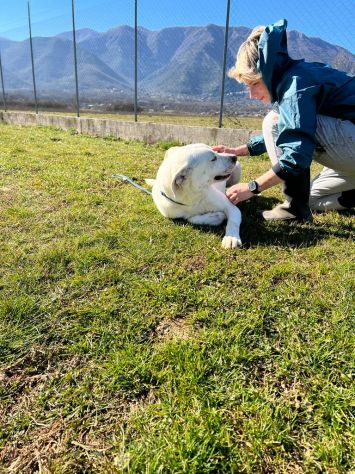 CANE IN ADOZIONE: MIKA aspetta la sua occasione. - Foto 6