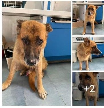 PASTORE TEDESCO 9ANNI MOLLATO IN STRADA SENZA PIETÀ! PUGLIA