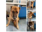 PASTORE TEDESCO 9ANNI MOLLATO IN STRADA SENZA PIETÀ! PUGLIA
