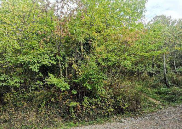 Immobile in asta di 54494 m² in vendita a Barberino di Mugello - Foto 7