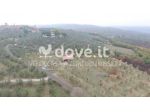 Terreno di 4583 m² in vendita a Sinalunga [rif. DV-2528]