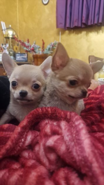 Chihuahua toy cuccioli - Foto 5