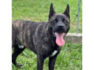BLACK SALVIAMOL DAL CANILE CANE IN ADOZIONE