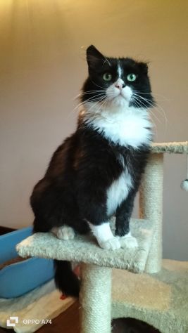 Regalo gatto adulto buonissimo