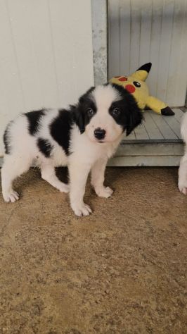 Rino: 2 mesi taglia contenuta - Foto 2