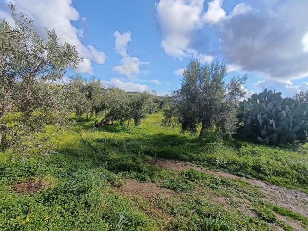 Uliveto in vendita a Paternò - Foto 20