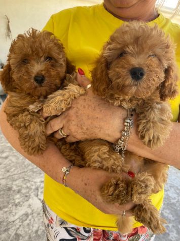 Cuccioli di Barboncino - Foto 2