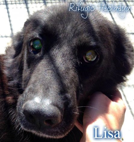 LISA, dolcissima cagnolina in cerca d'amore - Foto 2