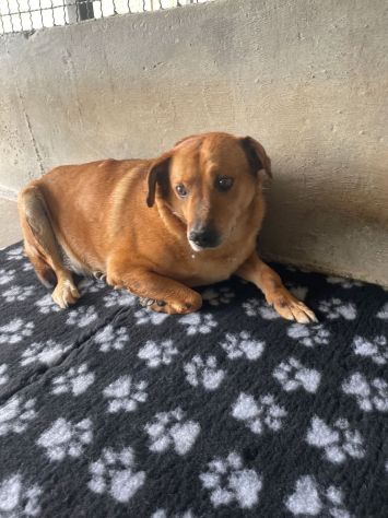 VICTOR TIMIDO E TRANQUILLO, CAGNOLINO IN ADOZIONE - Foto 2