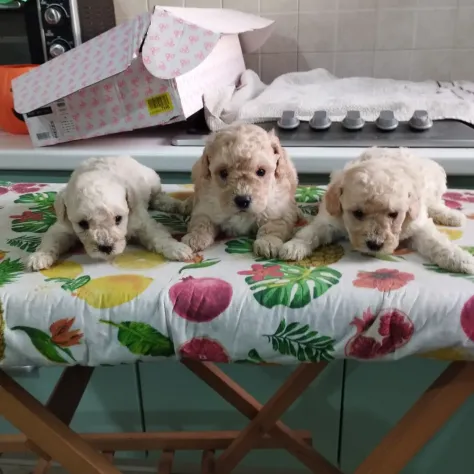 Cuccioli di barboncini toy