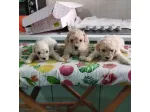 Cuccioli di barboncini toy