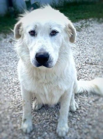 GIOVANE CANE IN ADOZIONE, DOLCISSIMO - Foto 3