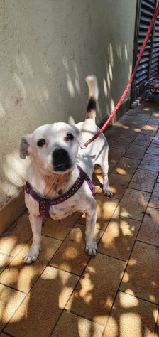 BABY, scricciolo abbandonato - Foto 6