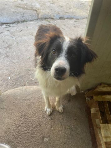 MANDY 3 ANNI 15 KG SIMIL BORDER COLLIE - Foto 2