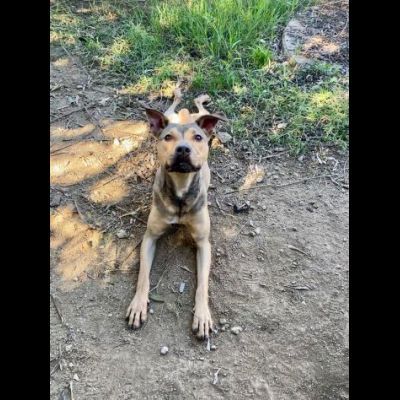 TERRY SOCIEVOLE MENDICA CAREZZE CAGNOLINA IN ADOZIONE - Foto 6