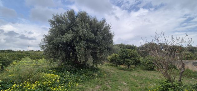 Terreno in vendita in Contrada Fiumara s.n.c., Centro, Noto - Foto 7