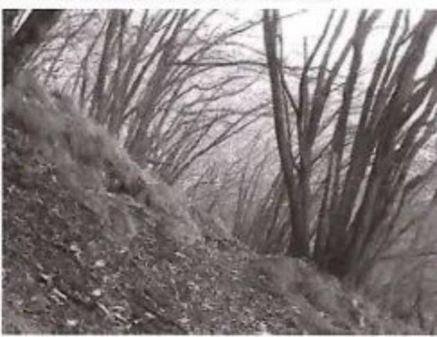 Immobile in asta di 19565 m² in vendita a Valdagno - Foto 3