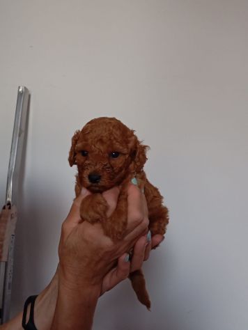 Cuccioli di Barboncino Red Toy - Foto 6