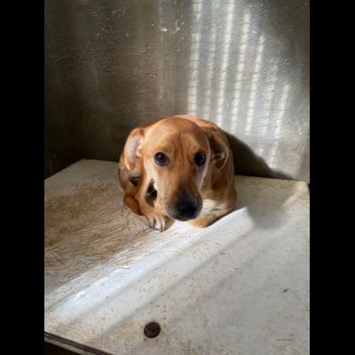 COCO, IGMA, JASMIN CUCCIOLE IN ADOZIONE - Foto 4