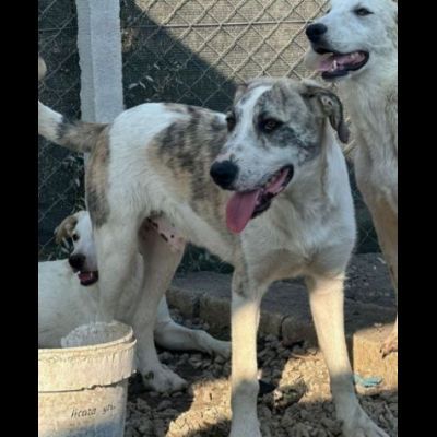 VALENTINO BELLISSIMO CUCCIOLONE IN ADOZIONE - Foto 7