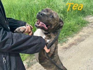 TEA 4anni un amore di pitbullina!