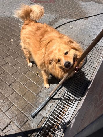 DIOR BELLISSIMO CAGNOLINO FULVO - Foto 7