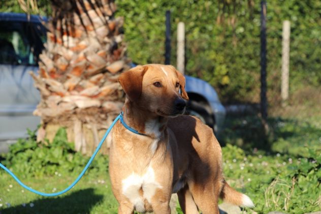 ANETO, doclissimo mix labrador URGENTE - Foto 3