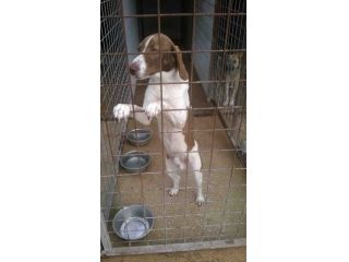 SVEVO, cane vitale e dolcissimo