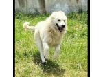 RUNNER cerca casa CANE IN ADOZIONE