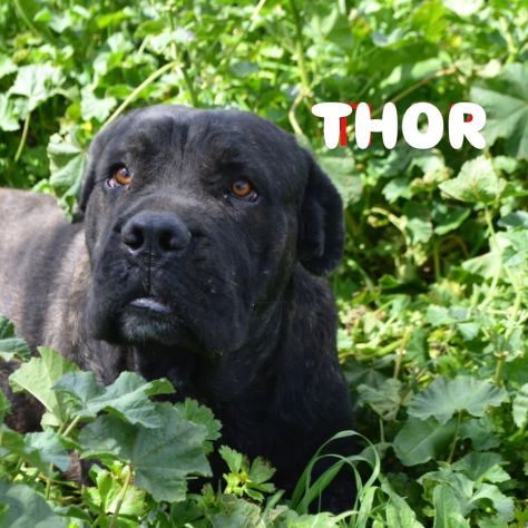 Thor e' buono e gentile cerca casa - Foto 4