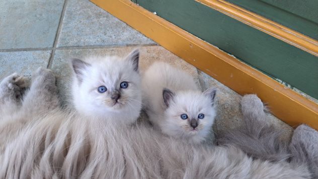 🐾Gattini di razza siberiana ipoallergenici🐾 - Foto 8