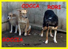 CAGNOLINI SPLENDIDI SOLI IN CANILE CERCANO CASA - Foto 4