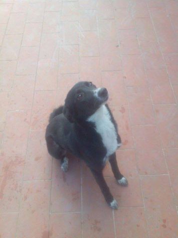 TABATA, cucciolina giocherellona - Foto 3