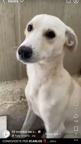 CARLOS SIMIL LABRADOR IN MINIATURA CUCCIOLO IN ADOZIONE - Foto 4
