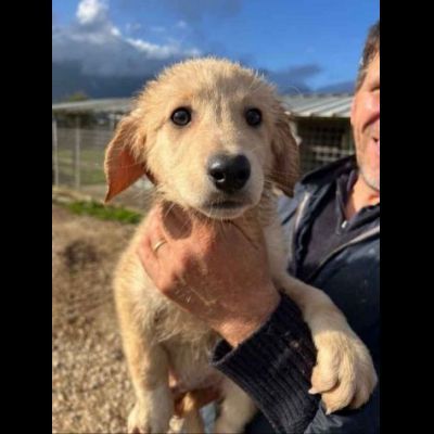 RUPERT ADORABILE CUCCIOLO IN ADOZIONE - Foto 7