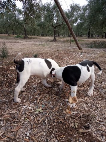 Allevamento Amstaff PEDIGREE ENCI in Basilicata Campania Puglia - Foto 2