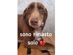 CHOCOLATE 4 ANNI