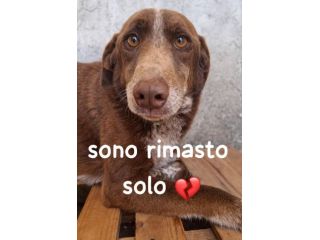 CHOCOLATE 4 ANNI