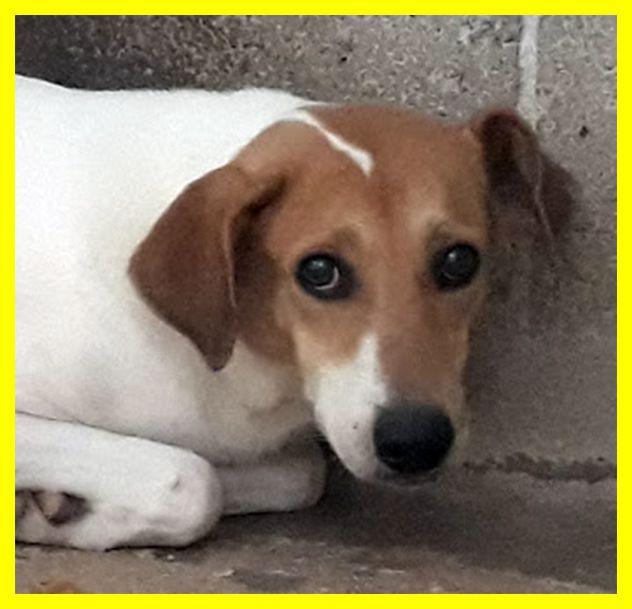 SENNA, TERRORIZZATA, SOLA IN CANILE CERCA CASA - Foto 3