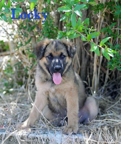 Locky ed Elvis bellissimi cuccioli taglia grande - Foto 6