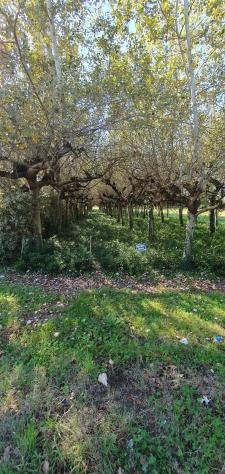 Terreno agricolo in vendita a Segromigno In Piano - Capannori 3000 mq Rif: 1370882 - Foto 9