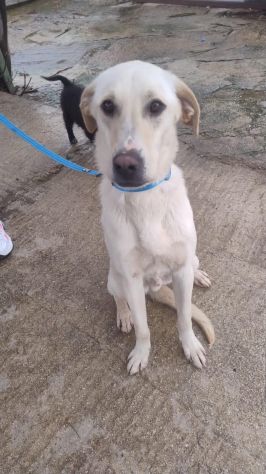 BLANCO , 1 ANNO (8/01/25), TAGLIA MEDIA, PORTATO N CANILE - Foto 3
