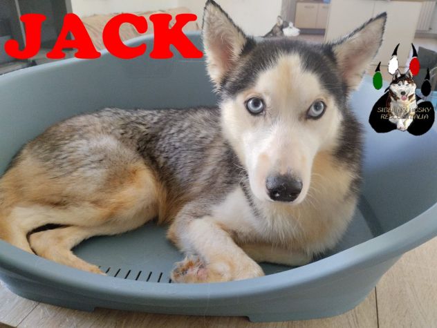 Adozione di coppia - Siberian Husky