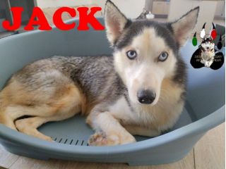 Adozione di coppia - Siberian Husky