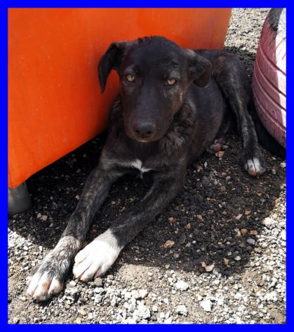 LADY, DOLCISSIMA CUCCIOLA ABBANONDONATA CERCA CASA - Foto 3
