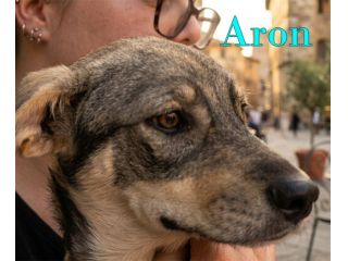 Aron e Jago cuccioli dolcissimi in adozione
