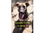 ISOTTA 8 MESI SIMIL PASTORE TEDESCO ORA E’ IN CANILE